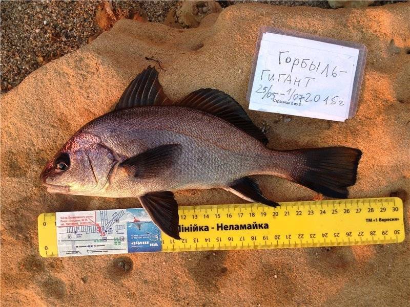 Горбыль чёрный фото и описание – каталог рыб, смотреть онлайн