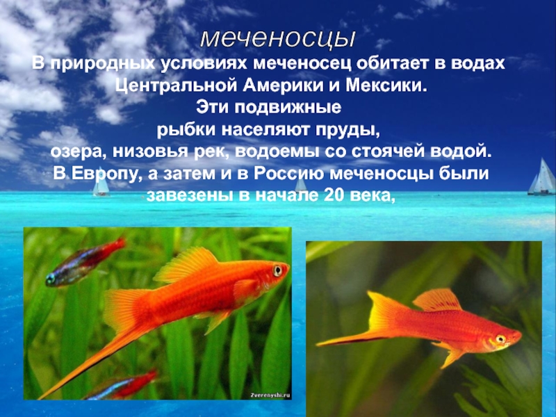 Меченосцы рыбки — уход и содержание, размножение и в чем отличие самки от самца