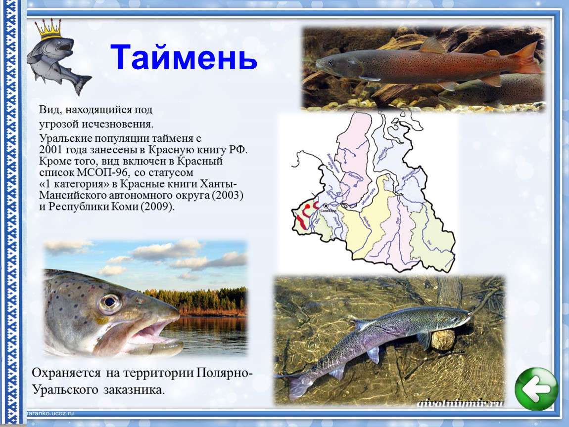 Таймень рыба: икра и ловля, где водится самый крупный в россии