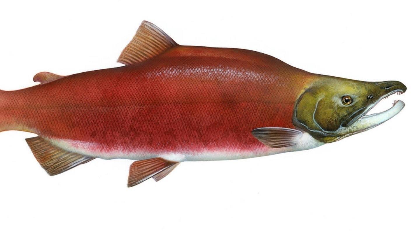 Рыба нерка: где обитает и чем полезна. нерка, или красная, или красница (лат. oncorhynchus nerka)