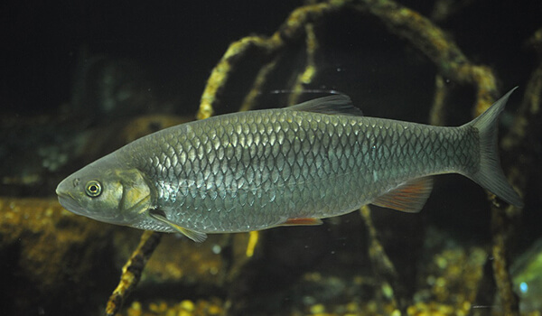 Голец усатый фото и описание – каталог рыб, смотреть онлайн