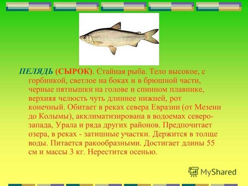 Рыба сырок (пелядь)