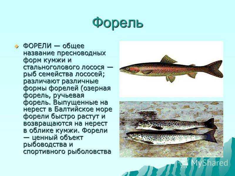 Форель рыба: ее виды и отличия, как выглядит, где водится, и когда нерест форели