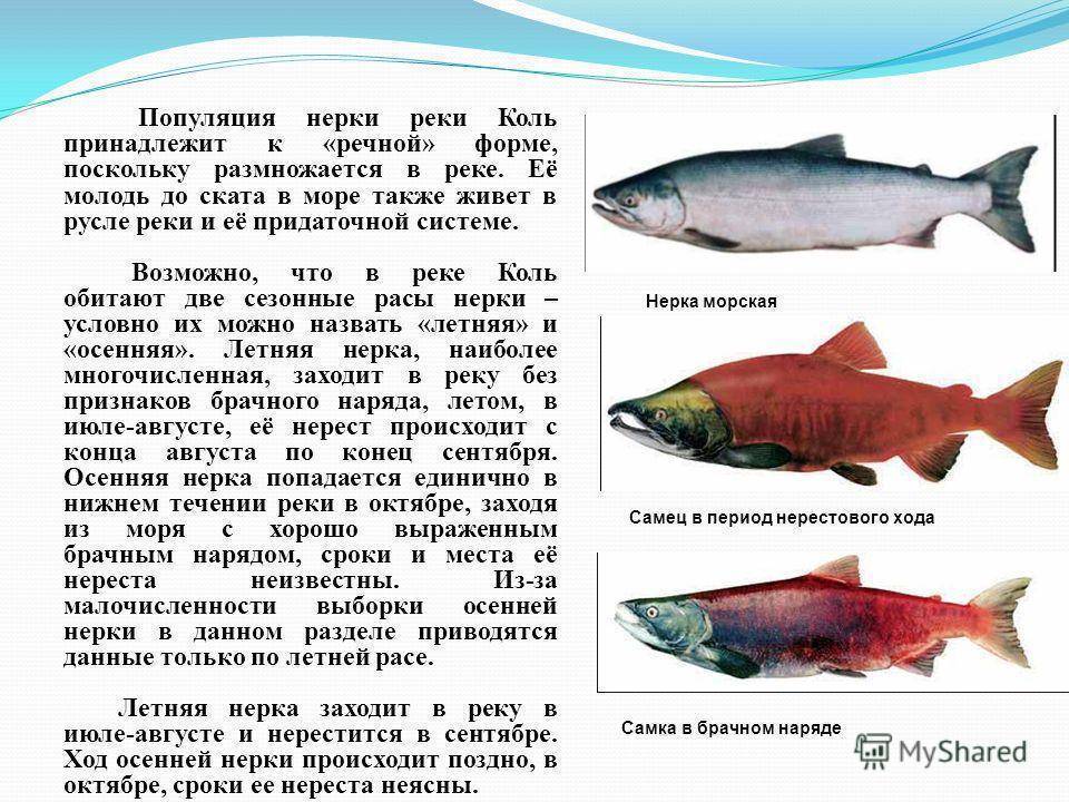Что за рыба кичуж? - суперулов - интернет-портал о рыбалке