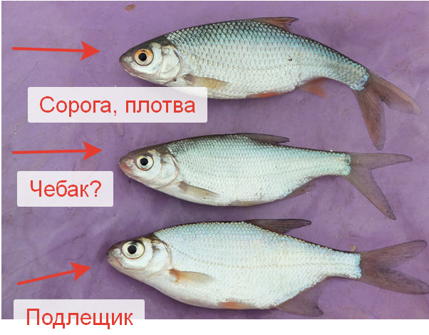 Кто такой «чебак?» - статьи о рыбалке