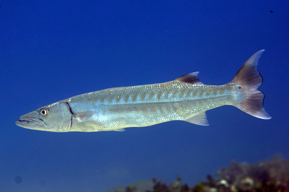 Рыба барракуда: описание, виды, образ жизни, среда обитания и размножение