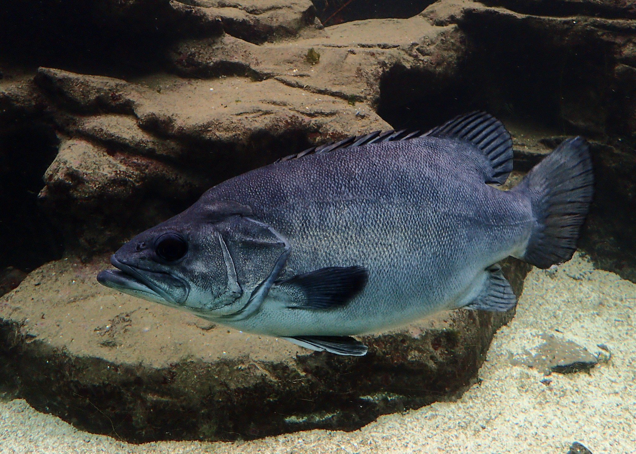 Рыба групер (каменный окунь): описание, виды, образ жизни, среда обитания и размножение