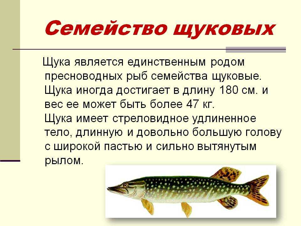 Калуга амурская: где водится осетровая рыба, образ жизни и размножение