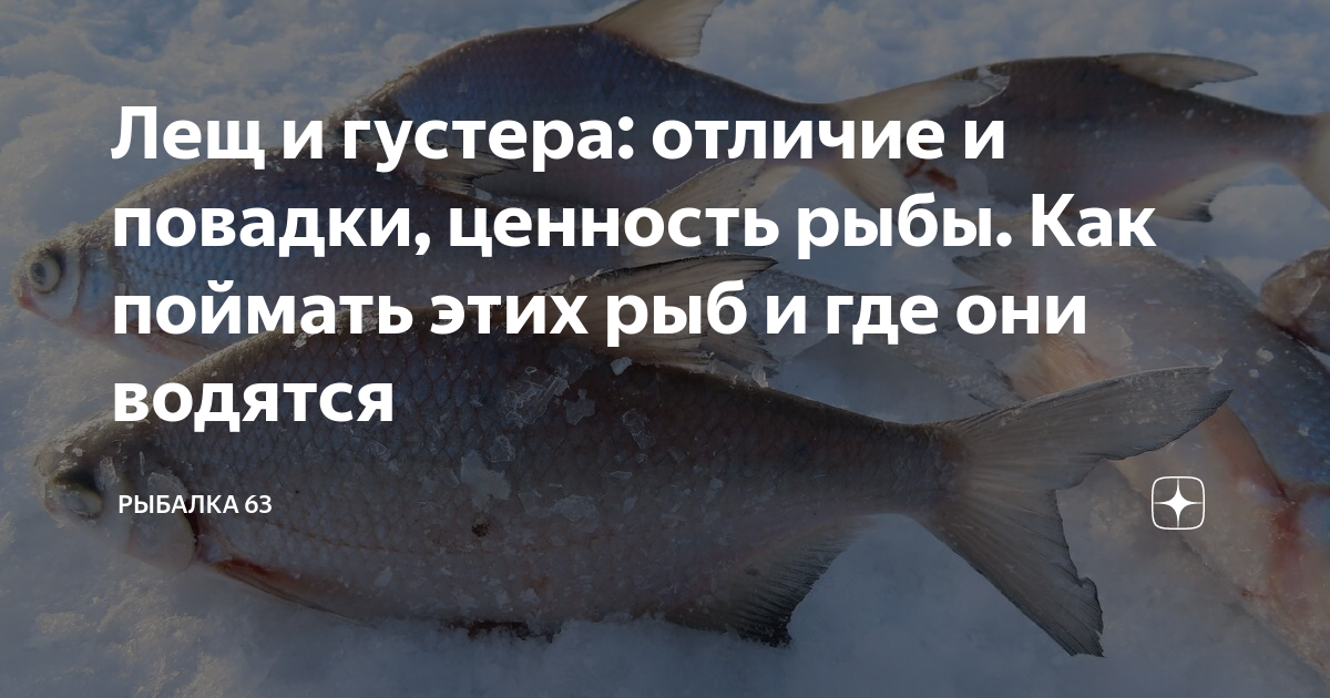 По каким признакам можно отличить леща от густеры