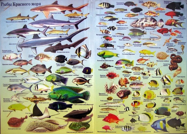 Опасные и ядовитые рыбы красного моря