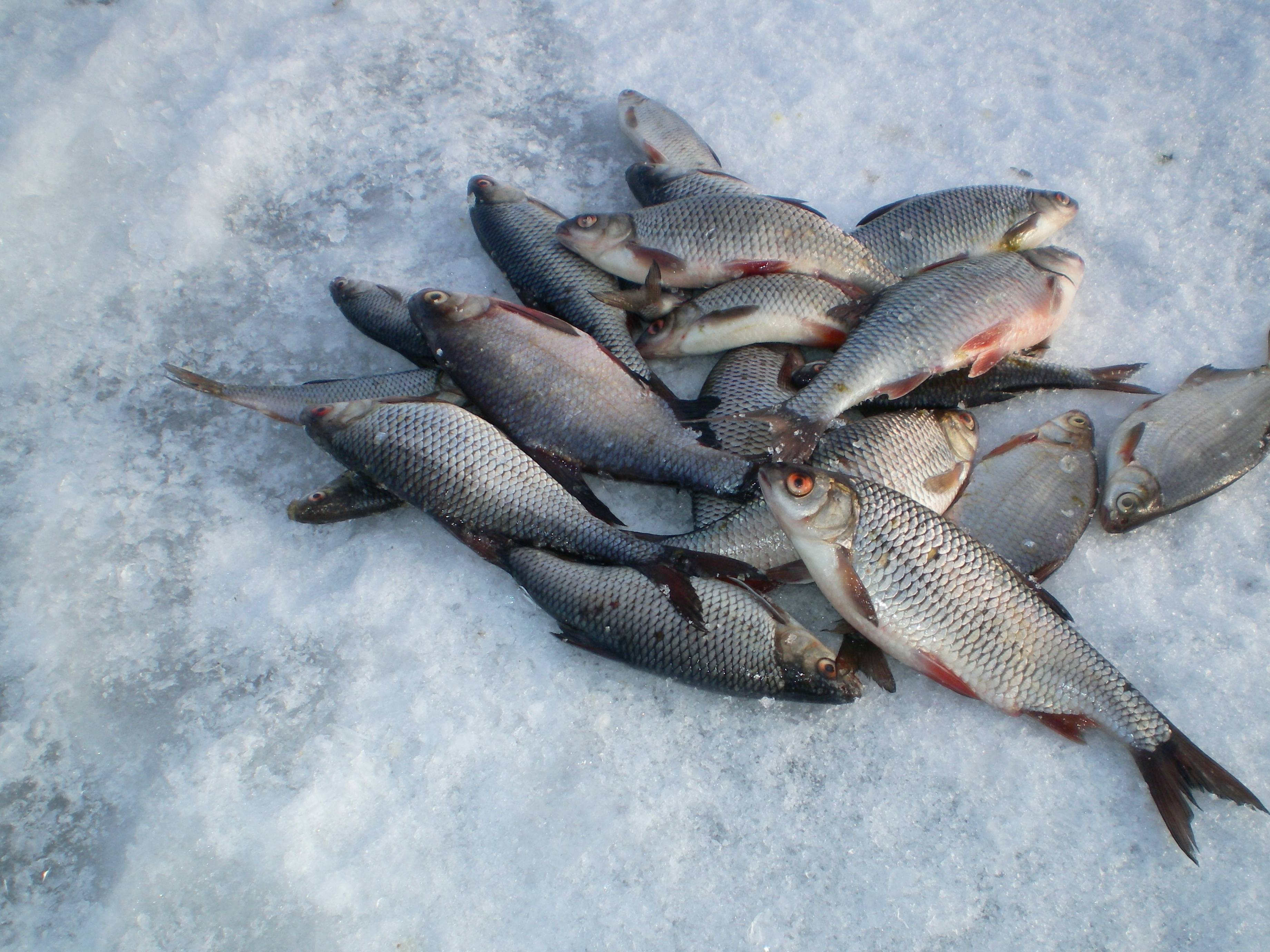 Рыбалка в карагандинской области: большие водоемы — советы и рекомендации