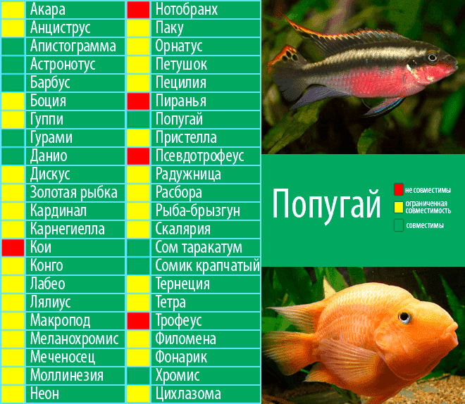 Астронотусы – фото, описание, содержание, отзывы