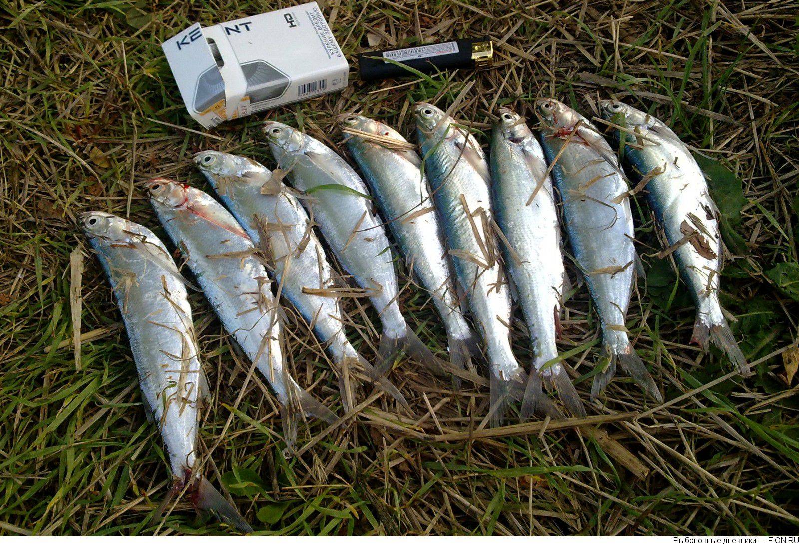 Рыбалка на реке кубани - рыболовные места и как добраться