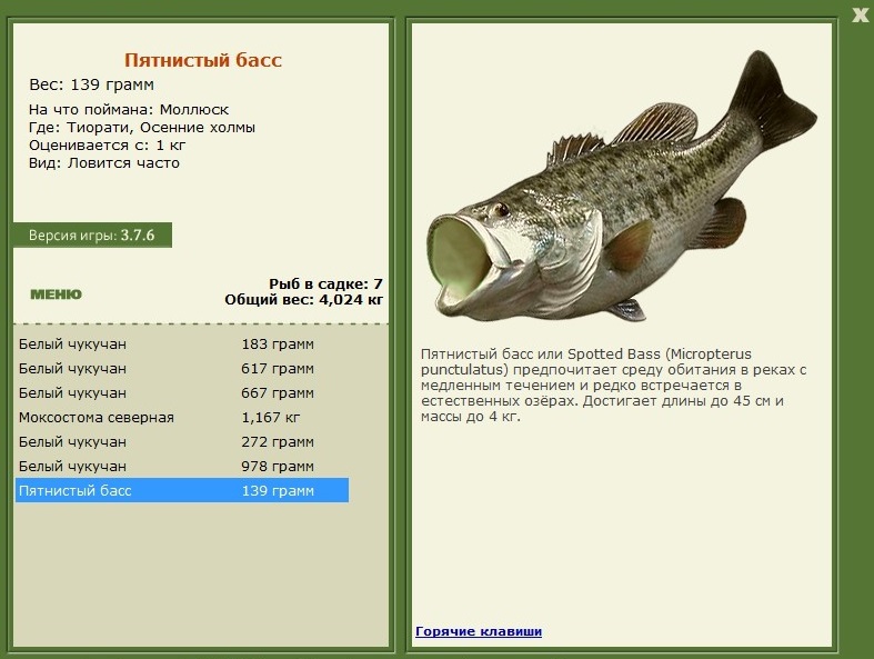 Басс гибридный фото и описание – каталог рыб, смотреть онлайн