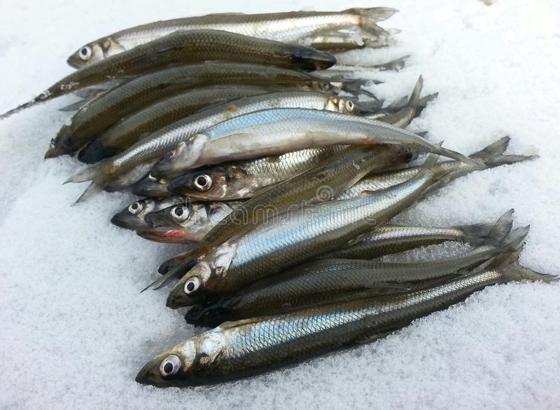 Плотва сибирская фото и описание – каталог рыб, смотреть онлайн