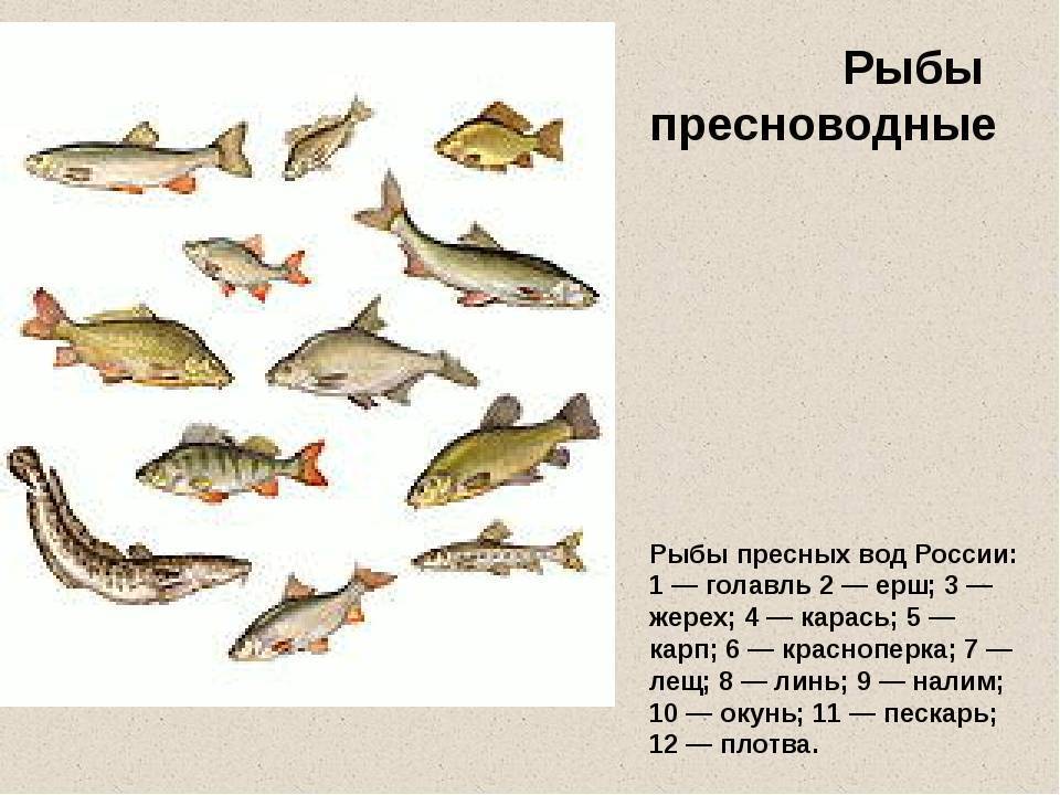 Рыба без костей: список с названиями и рецептами приготовления