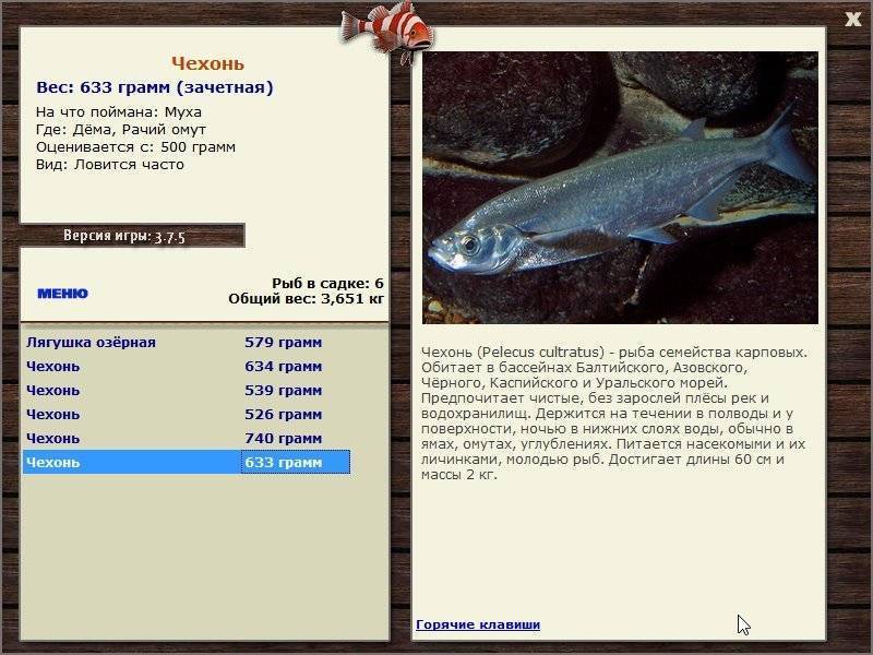Лобан фото и описание – каталог рыб, смотреть онлайн