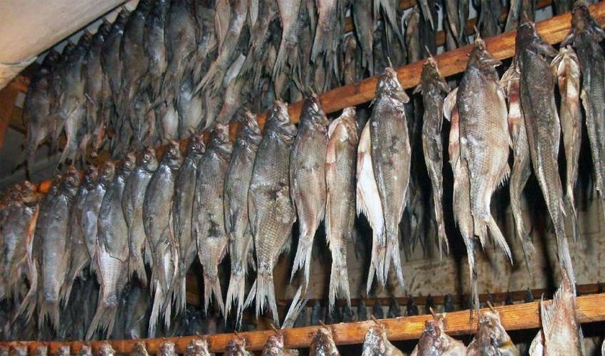 Как вялить рыбу в домашних условиях