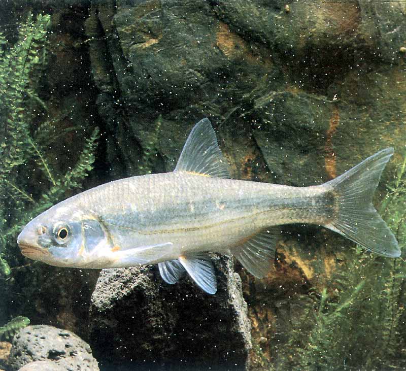 Елец сибирский фото и описание – каталог рыб, смотреть онлайн