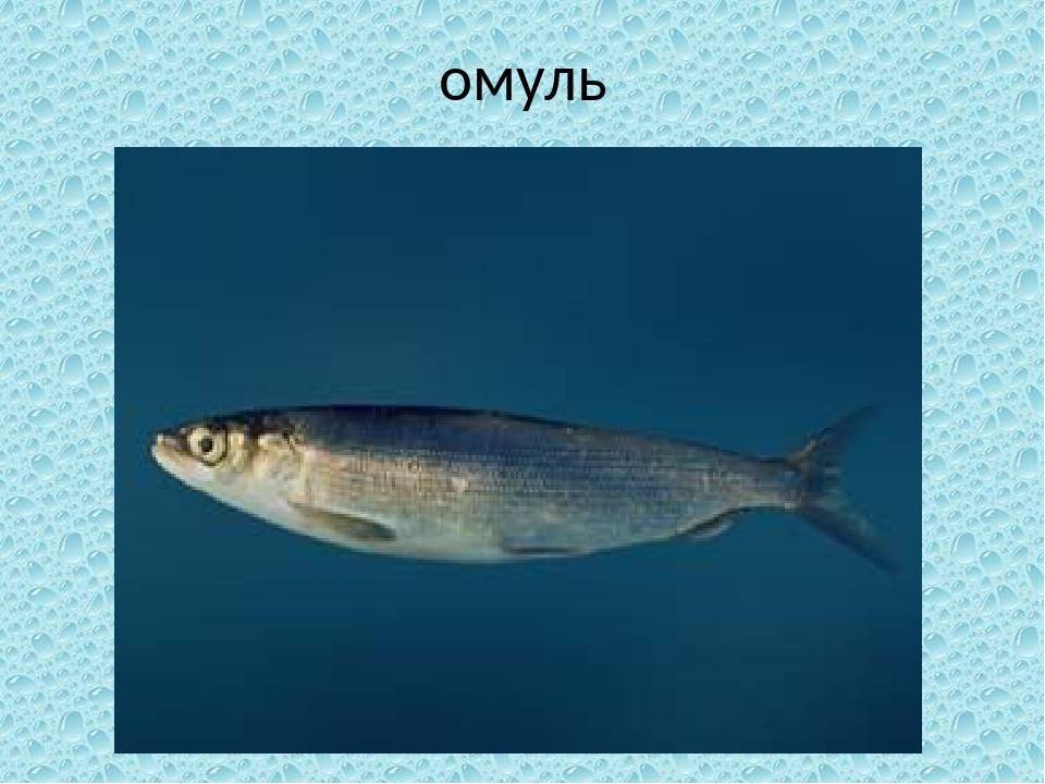 Омуль байкальский: рыбалка на рыбу, где водится, есть ли запрет на вылов