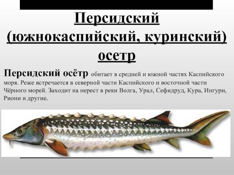 Осётр русский фото и описание – каталог рыб, смотреть онлайн