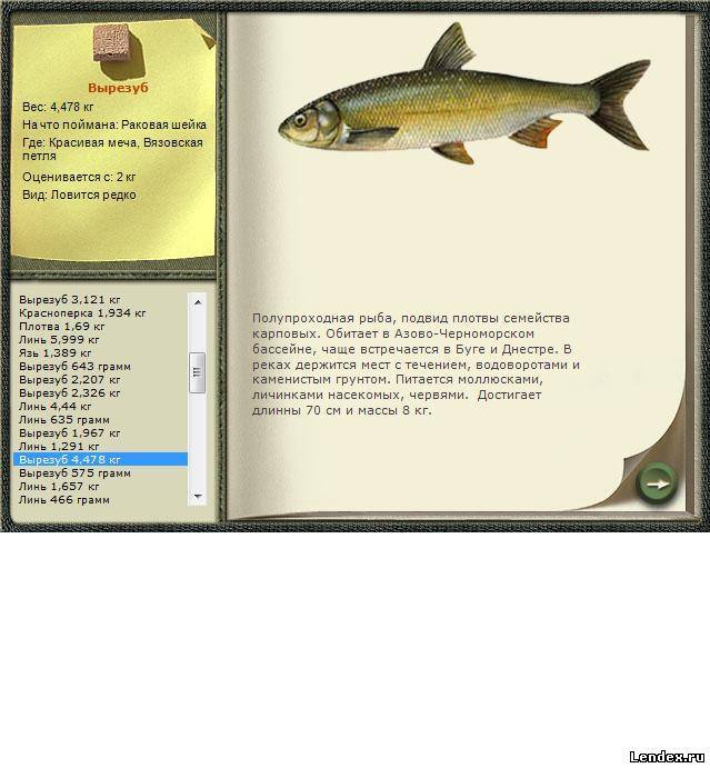 Рыба кутум: где водится и ловля