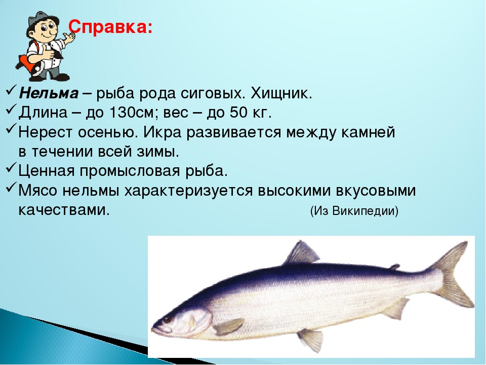 Блюда из рипуса: рецепты приготовления с фото