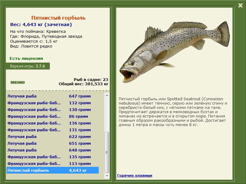 Горбыль судачий серебристый фото и описание – каталог рыб, смотреть онлайн