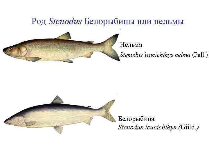 Щекур рыба фото описание