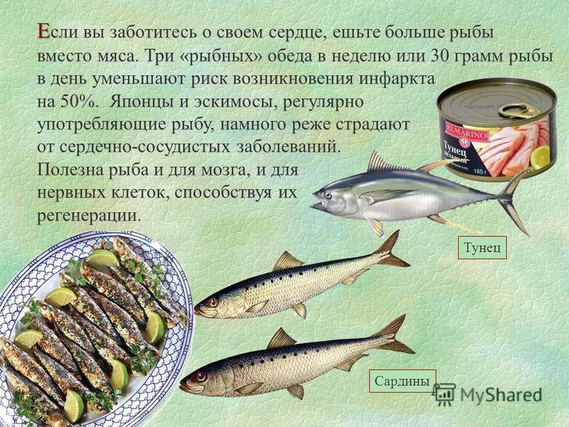 Рыба лобань: описание, особенности ловли, рецепты, польза и вред