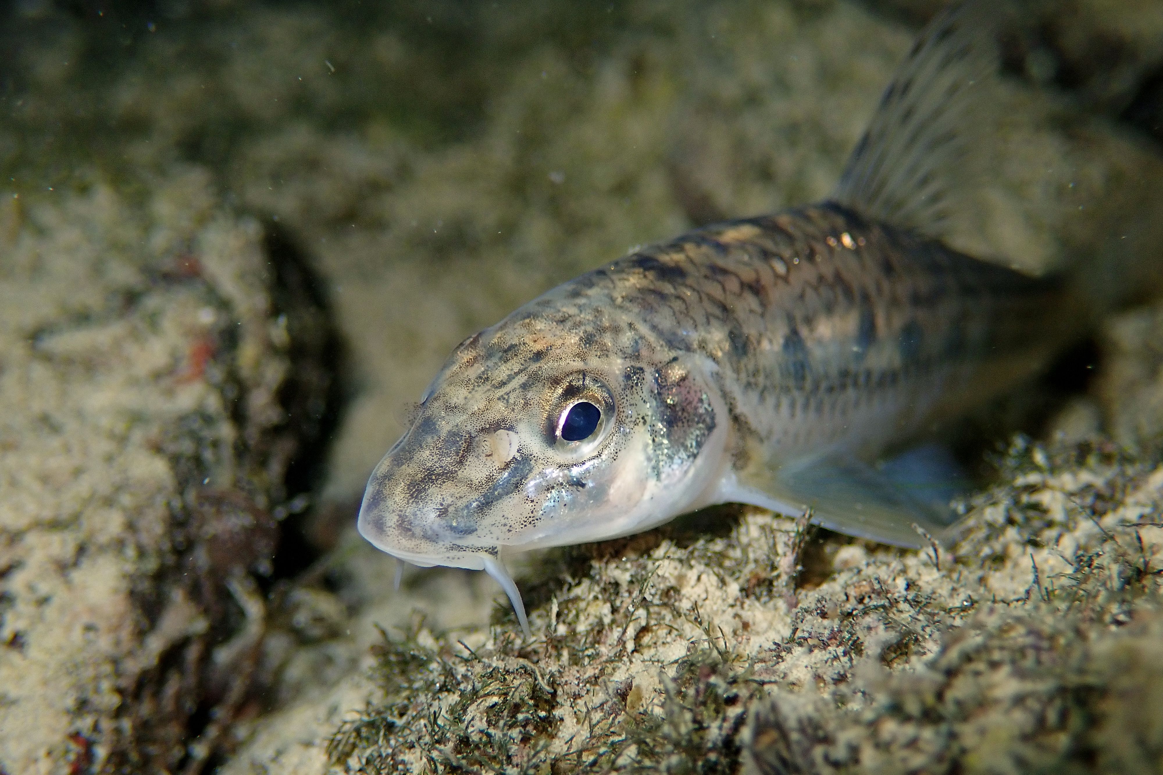 Рыба пескарь: внешние данные, особенности жизни, фото