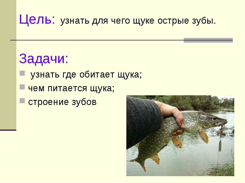 Щука рыба. образ жизни и среда обитания щуки | животный мир
