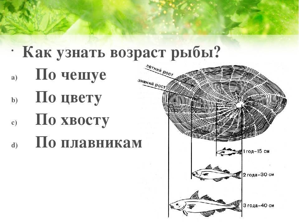 Возраст и размер рыб: способы определения. большая иллюстрированная энциклопедия рыбалки [зима. весна. лето. осень]