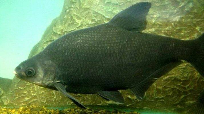 Лещ амурский белый фото и описание – каталог рыб, смотреть онлайн