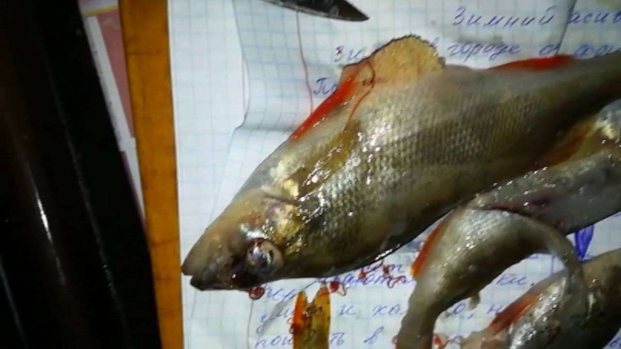Морской окунь: что за рыба, польза и вред, есть ли в нем паразиты