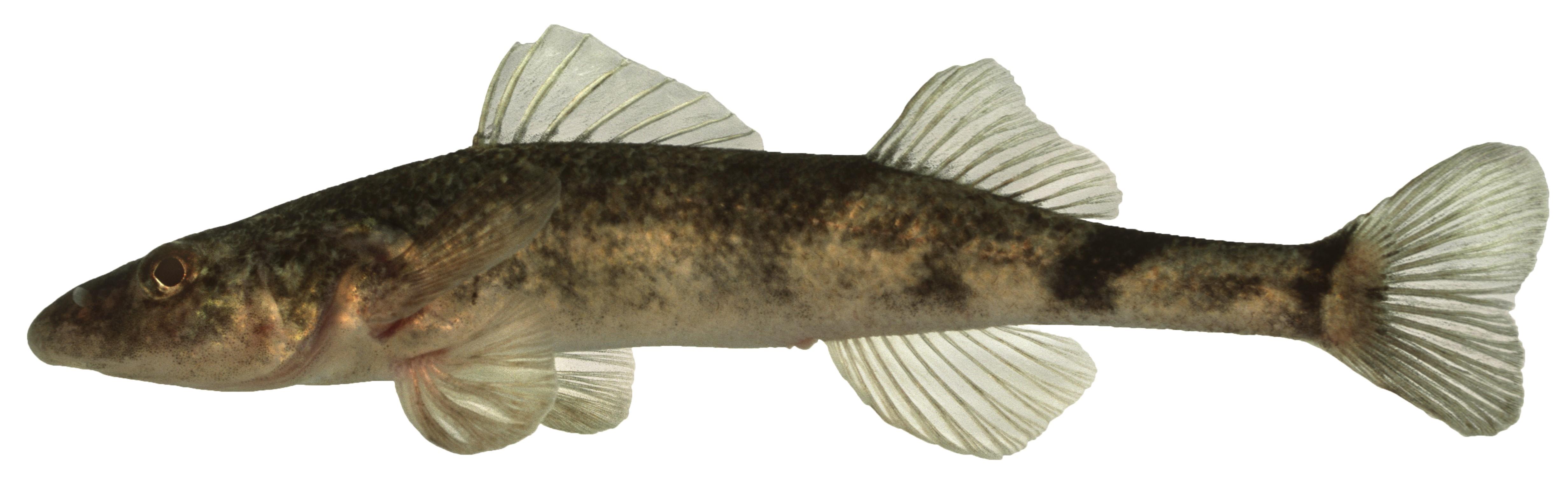 Щиповка обыкновенная фото и описание – каталог рыб, смотреть онлайн
