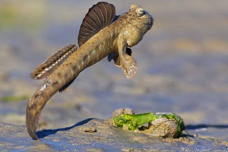 Илистые прыгуны: описание рыбы с фото, где водится, что ест