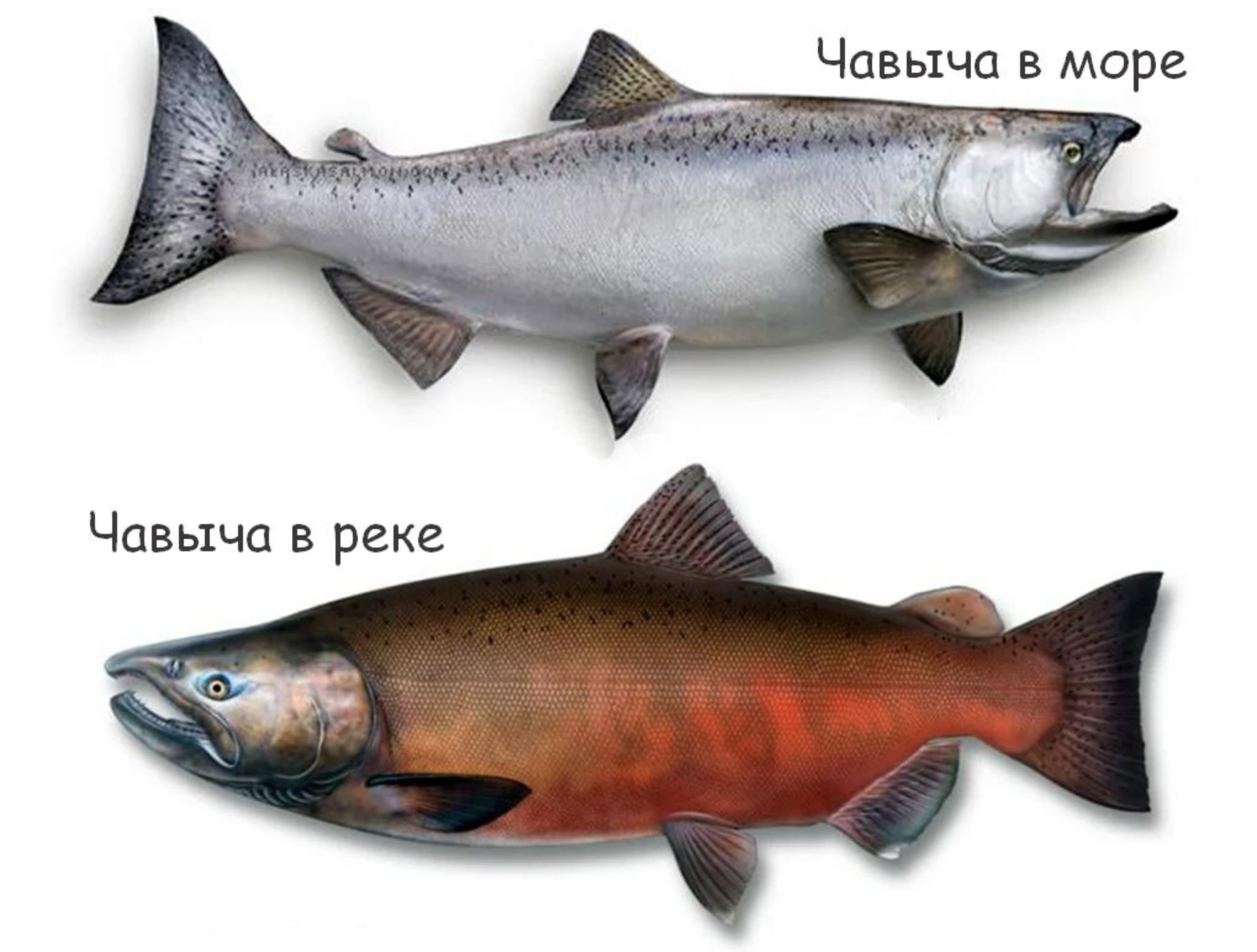 Рыба кета — фото, описание и фото, полезные свойства, особенности ловли