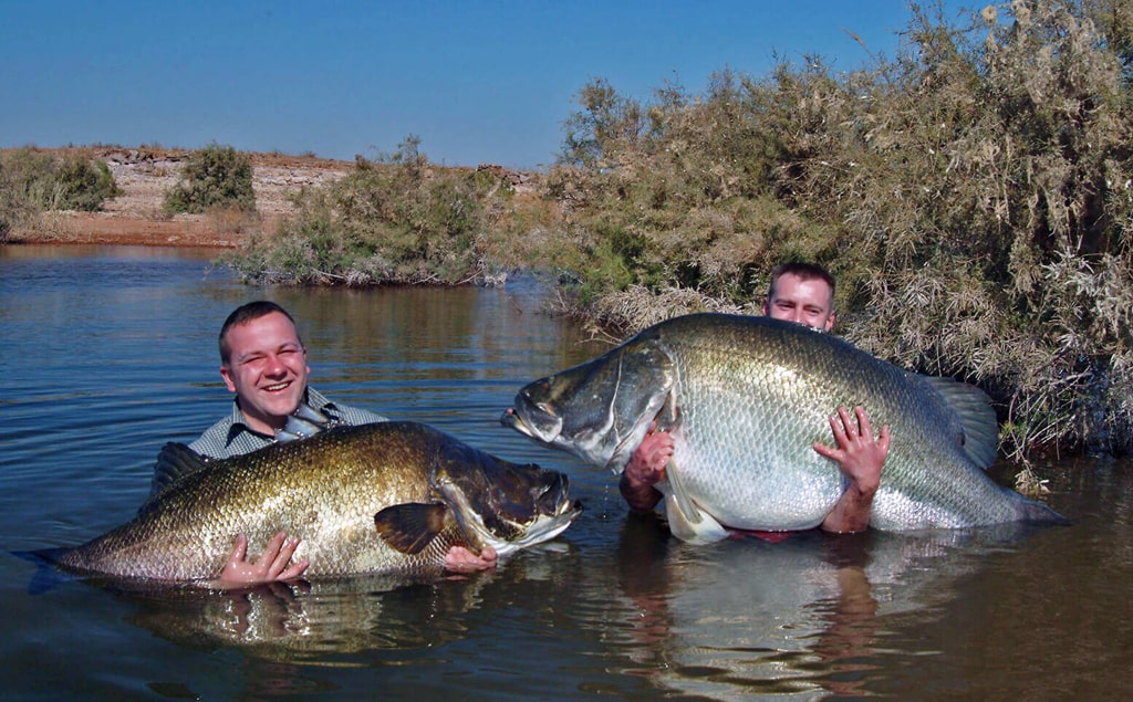 ✅ самый крупный окунь пойманный в россии - netfishing24.ru