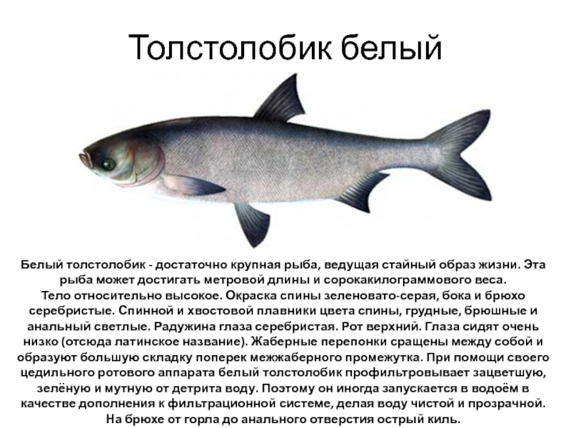 Толстолобик: рыба толстолобик фото и описание, способы ловли, образ жизни и приманки на толстолобика