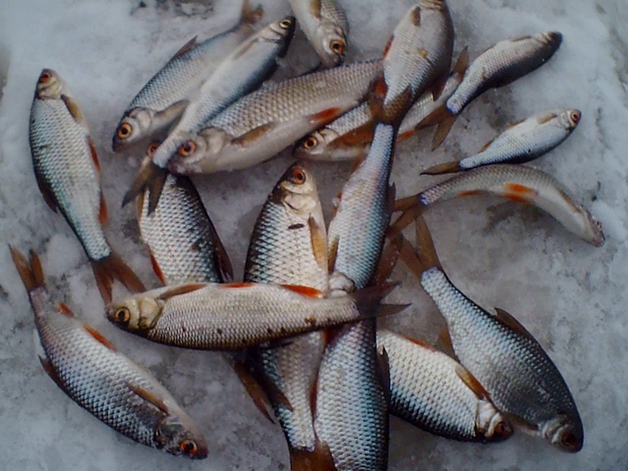 Как успешно ловить рыбу в глухозимье? секретные приемы опытных рыбаков