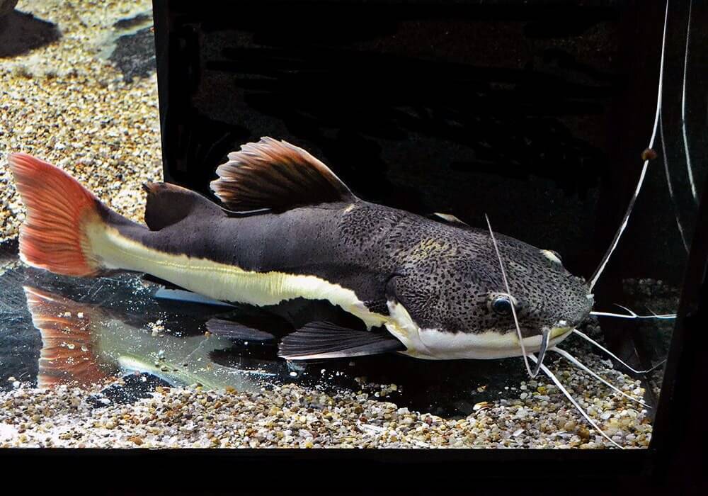 Сом амурский фото и описание – каталог рыб, смотреть онлайн