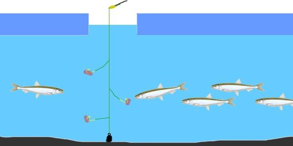 Минога, скумбрия или креветка? на что ловят корюха в архангельской области - спортивное рыболовство