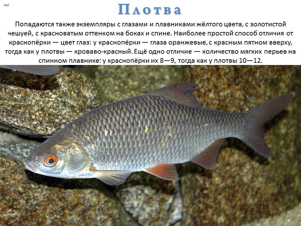 Рыба «щиповка обыкновенная» фото и описание