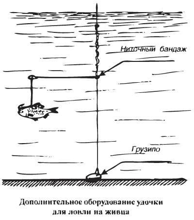 Снасти и техника ловли щуки на живца