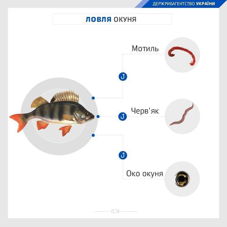 Ловля окуня на спиннинг