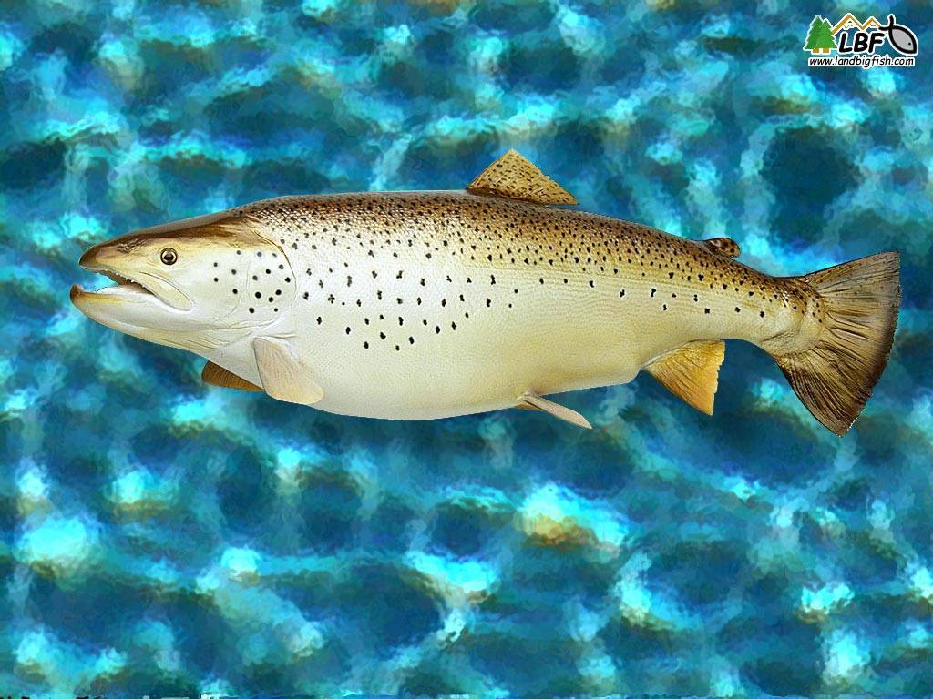 Рыба форель: описание, виды, образ жизни, среда обитания и размножение
