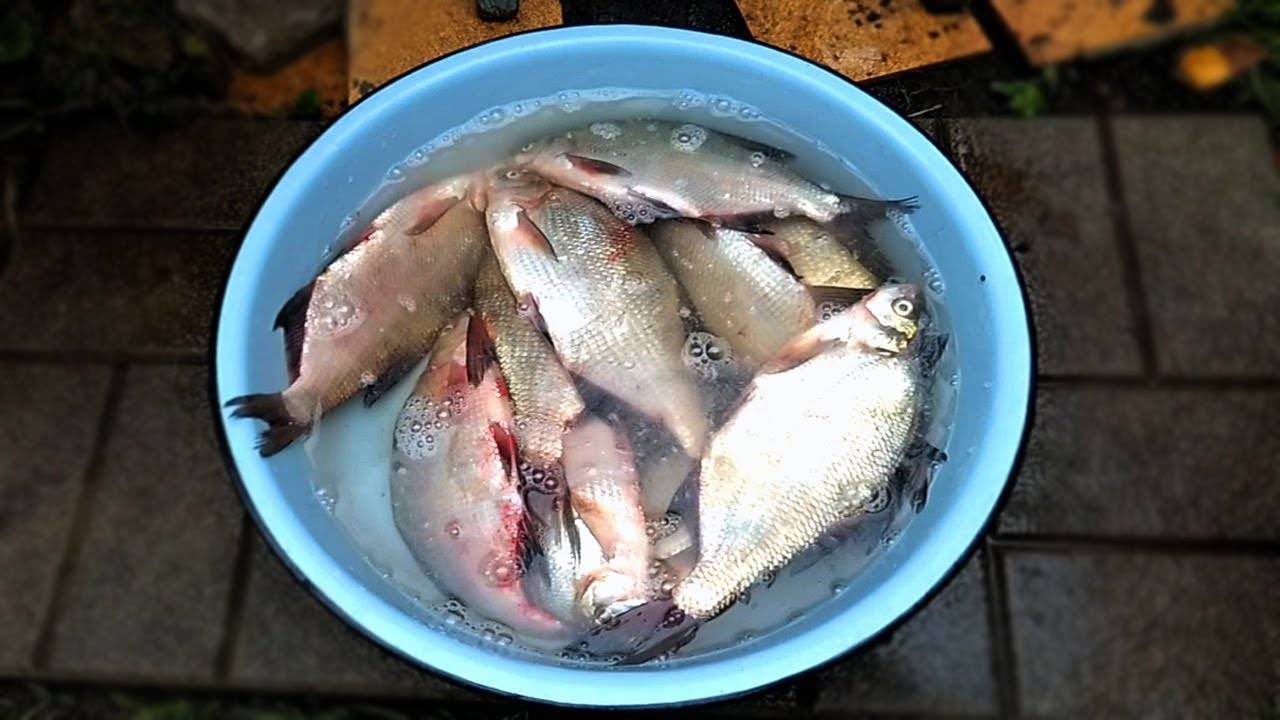 Мокрый и сухой посол мелкой и крупной рыбы, как приготовить тузлук, способы засолки рыбы в походных условиях. | выживание в дикой природе