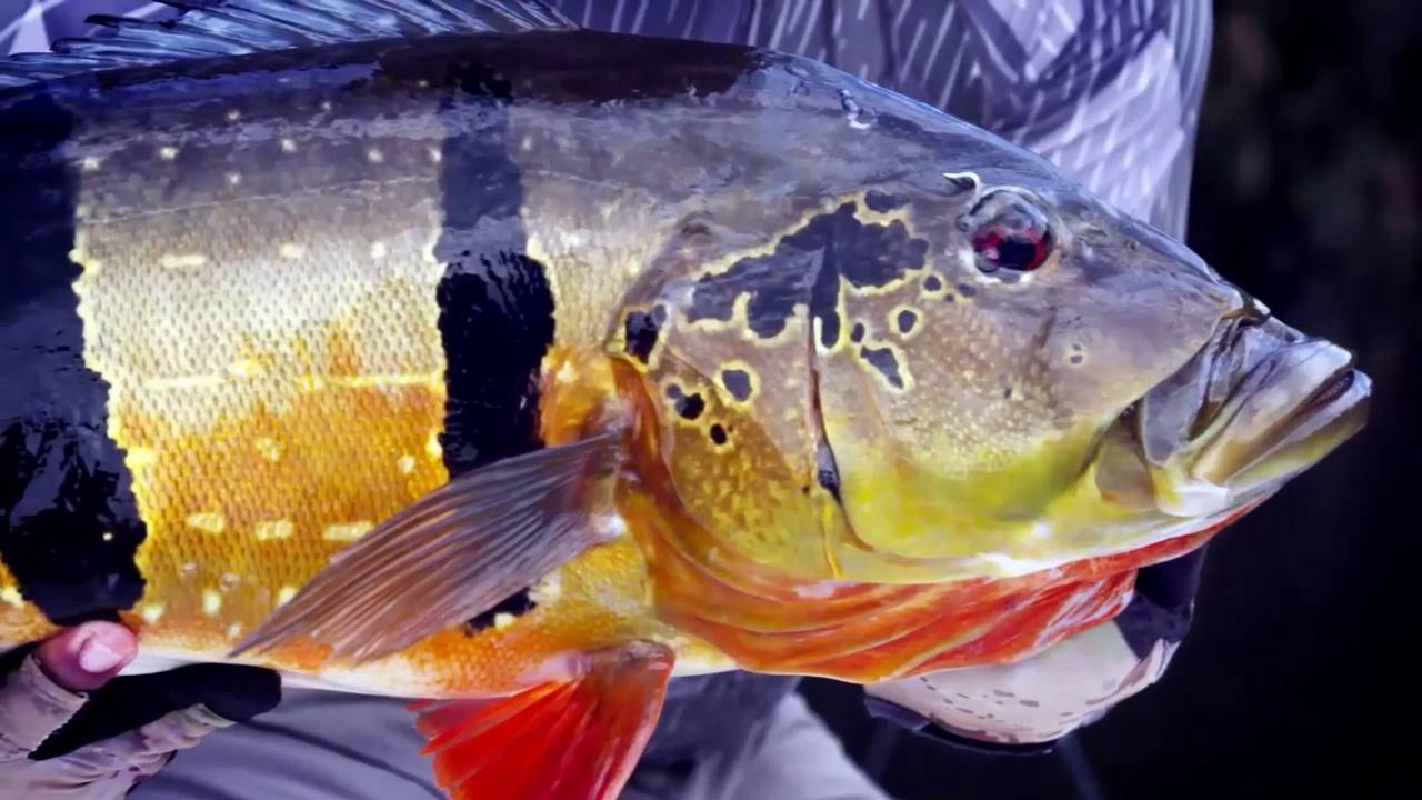 Павлиний окунь ленточный фото и описание – каталог рыб, смотреть онлайн