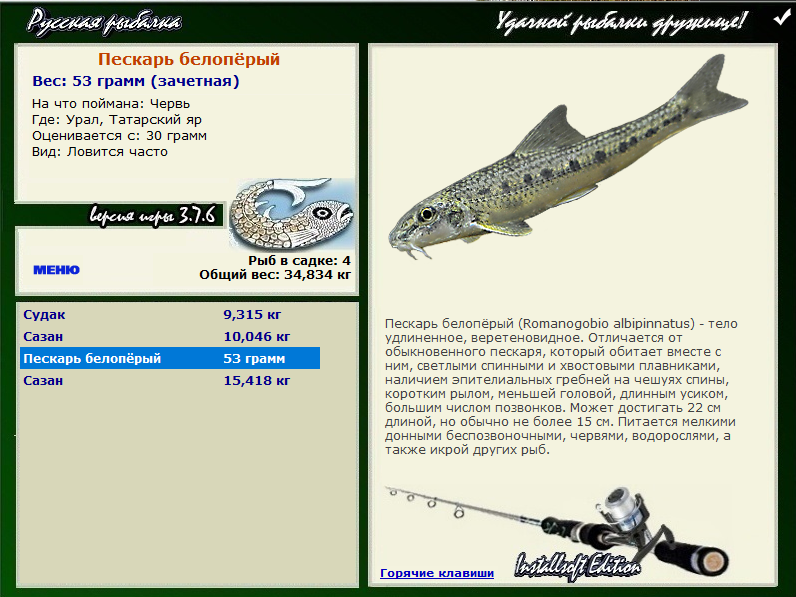 Рыба «Пескарь белоперый» фото и описание